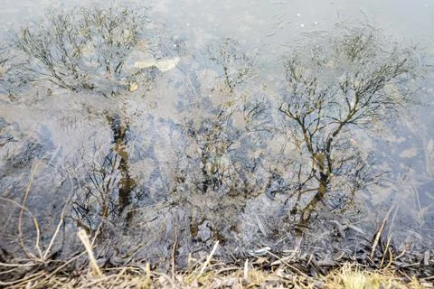 Reflections of bare trees in a lake with clear water Stock Photos