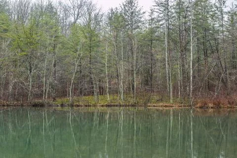 Reflections of bare trees on the lake Stock Photos