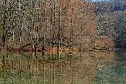 Reflections of bare trees at the lake Stock Photos