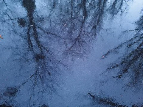 Reflections of bare trees in a tranquil puddle during a gloomy afternoon Stock Photos