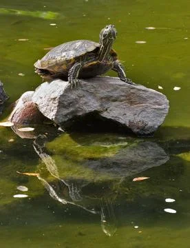 Reflections Big turtle standing on a rock in the middle of lake Copyright:... Stock Photos