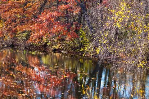 Reflections of Blue Sky and Fall Foliage in a water. Delaware-Raritan Canal.. Stock Photos