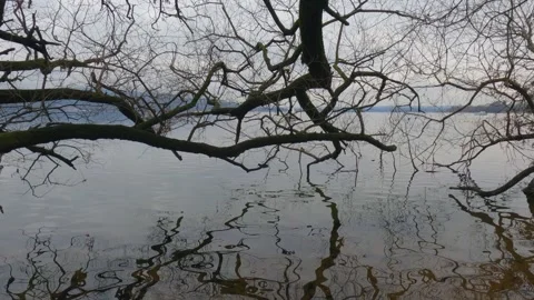 Reflections of branches on calm lake waters with bird swimming, static Видео 279429155