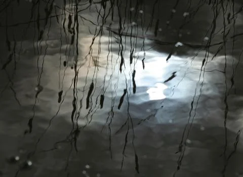 Reflections of Branches in Rippling Water Surface Stock Photos