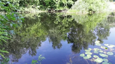 Reflections of branches trees and foliage on the water surface of the river. Stock Footage