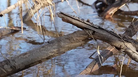 Reflections on Brush Stock Footage 305094422