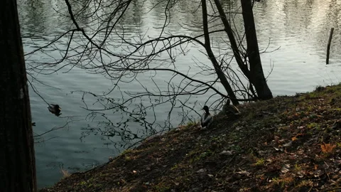 Reflections of budding trees, and clear water from winter to warmer days Video stock 328123725