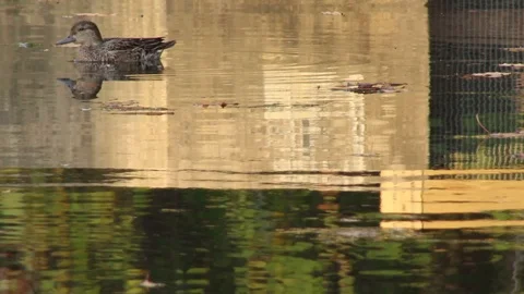 Reflections of building or structure in water, 1080p tripod shot 스톡 동영상 98139668