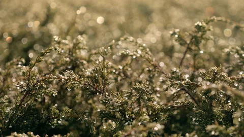 Reflections on the bushes in the bush Stock Footage 149759294