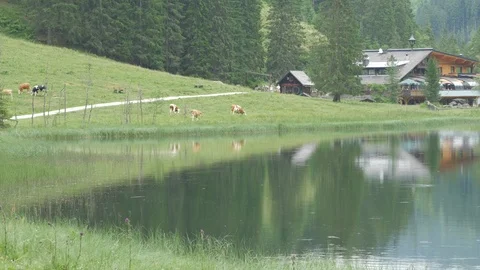 Reflections of cattle grazing by the waters edge, Lake Steirischer Bodensee Stock Footage 112896704