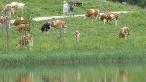 Reflections of cattle grazing by the waters edge at Lake Steirischer Bodensee Stock Footage 112896995