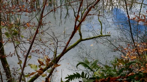 Reflections of Clouds on Water in an Autumn Forest Stock Footage 102353551