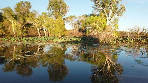 Reflections on Corroboree River 스톡 동영상 141406183