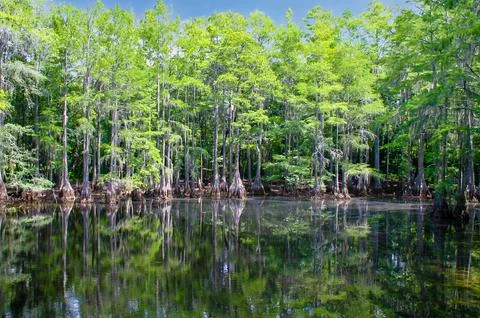 Reflections in the Cypress Swamp Foto stock