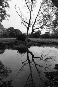 Reflections on a dead tree Stock Photos
