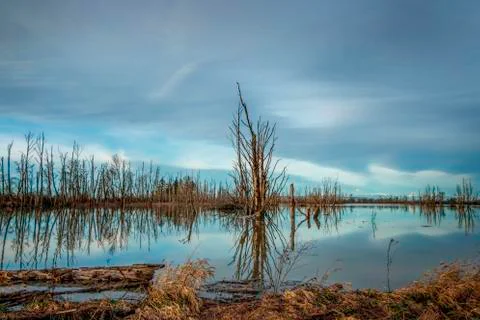 Reflections of Dead Tree in Quiet Pond Stock Photos