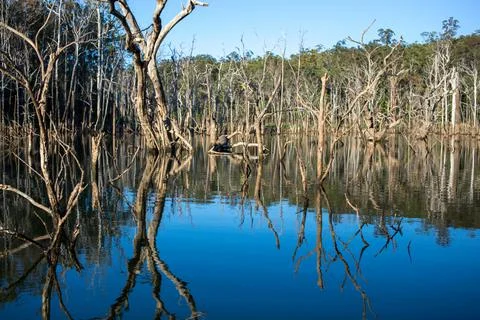 Reflections of Dead Trees on Lake Foto stock