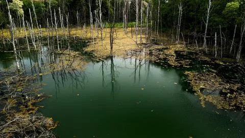 Reflections of Dead Trees on Lake with Wind-Rippled Water The image captures the Stock Photos