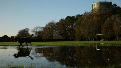 Reflections of a dog with her ball on a flooded soccer pitch 6K Stock Footage 293606471