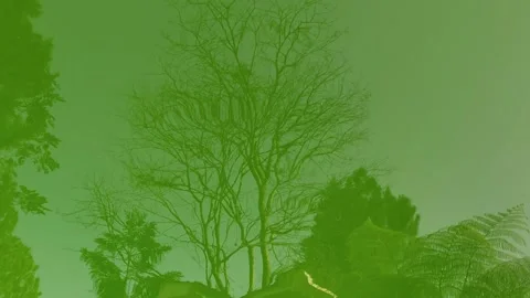 Reflections of dried tree and others from green water Video stock 277253600