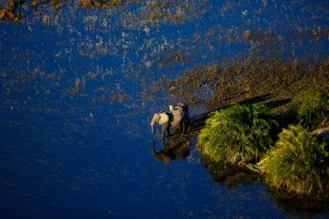 Reflections of Elephants From the Air Stock Photos