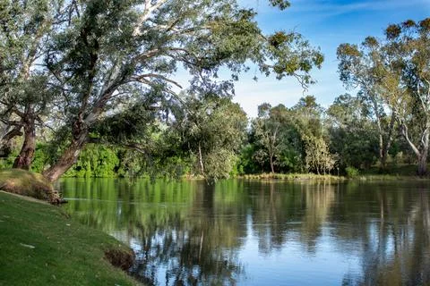 Reflections eucalyptus gum trees Murray River Australia 写真素材