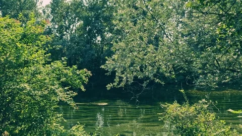 Reflections in the fairy forest Stock Footage 244173766