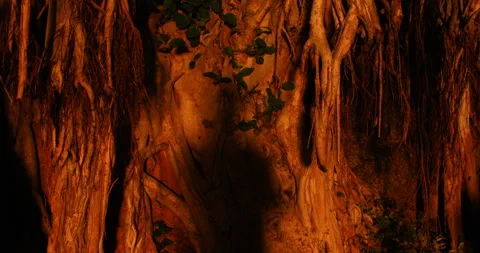 Reflections of Fire Roots of the Wisdom Tree Night Stock Footage 293185632