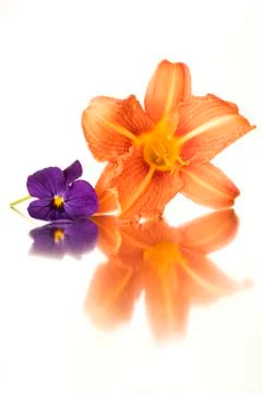 Reflections of flowers Stock Photos