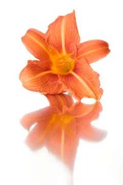 Reflections of flowers Stock Photos