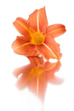 Reflections of flowers Stock Photos