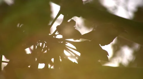 Reflections Stock-Footage 5179284