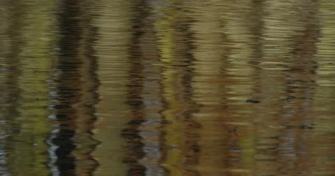 Reflections Stock Footage 13681045