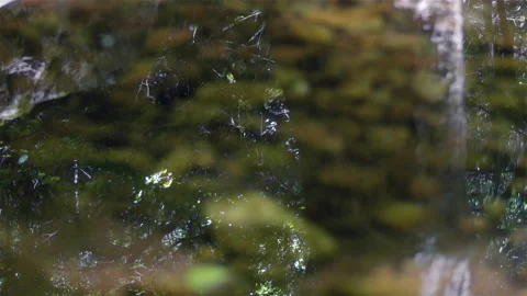 Reflections of the Forest in a Pond Vídeo Stock 171112046