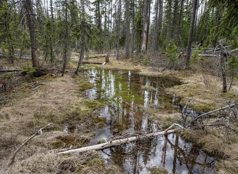 Reflections in a Forest Pond Stock Photos