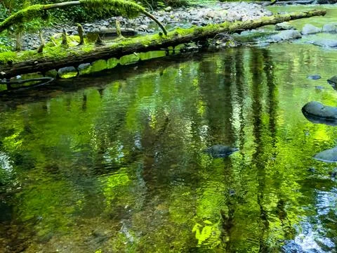 Reflections of the forest in a pool Stock Photos