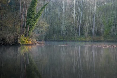 Reflections of a forest of poplars in the river Stock Photos
