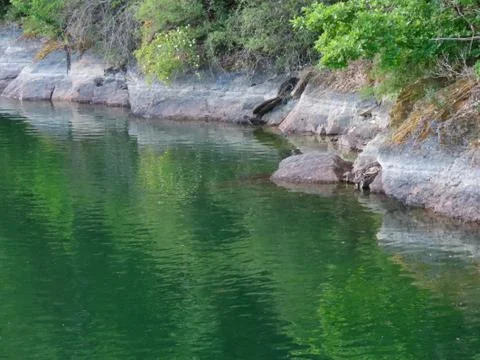 Reflections of forest in water Stock Photos
