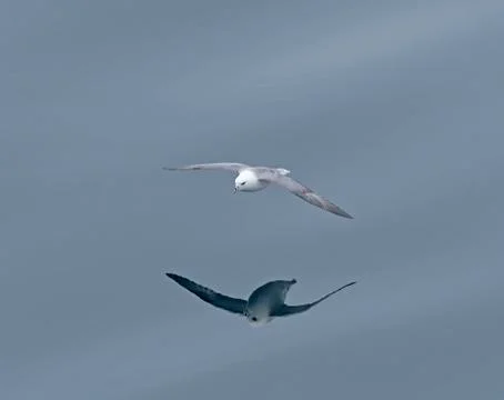Reflections of a Fulmar in Flight Stockfoto's