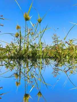 Reflections of grass and sky Stock Photos