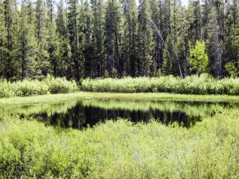 Reflections in a green pond Stock Photos