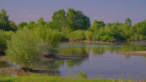 Reflections of green willow trees on calm lake water in spring. Stock Footage 345136984