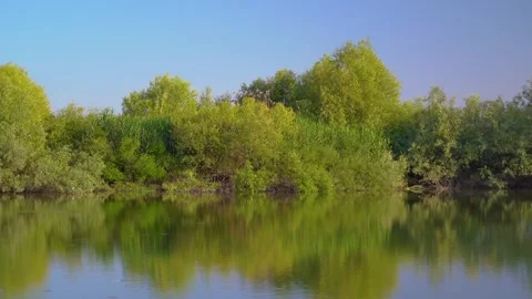 Reflections of green willow trees on calm lake water in spring. Stock Footage 345136989
