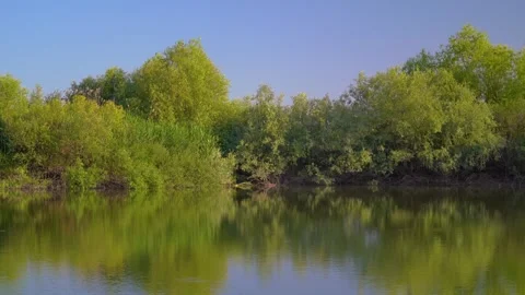 Reflections of green willow trees on calm lake water in spring. Stock Footage 345137017