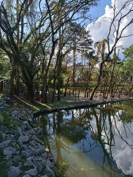 Reflections in the Lagoon with Trees and Blue Sky Stock Photos