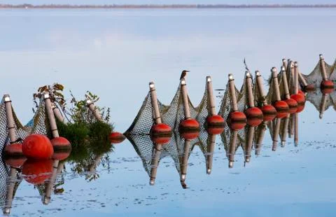Reflections in the lake with a bird. Stock Photos