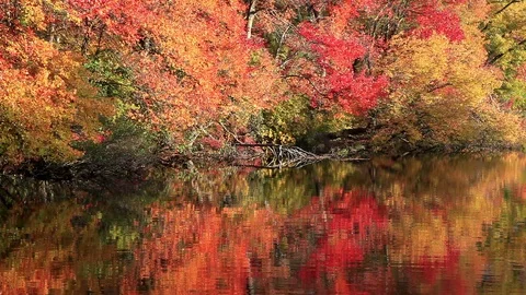 Reflections in a Lake Stock Footage 89408412