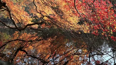 Reflections in a Lake Stock-Footage 89408559