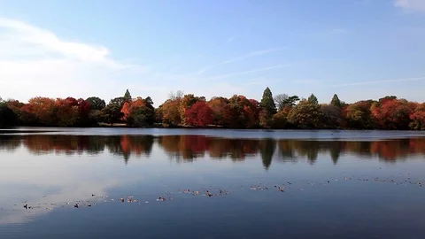 Reflections in a Lake 스톡 동영상 89408588