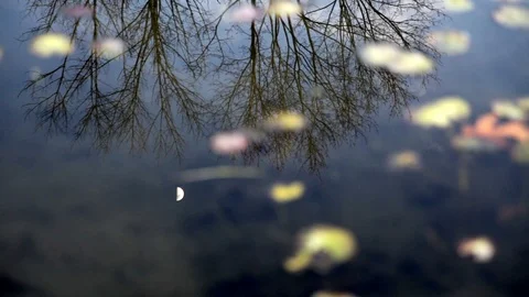 Reflections in a Lake 스톡 동영상 89408644